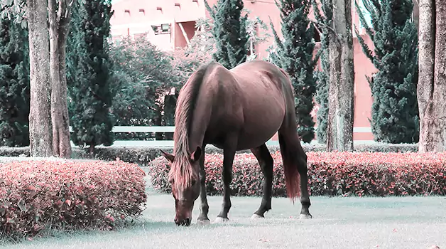 is-it-legal-to-have-a-horse-in-your-backyard
