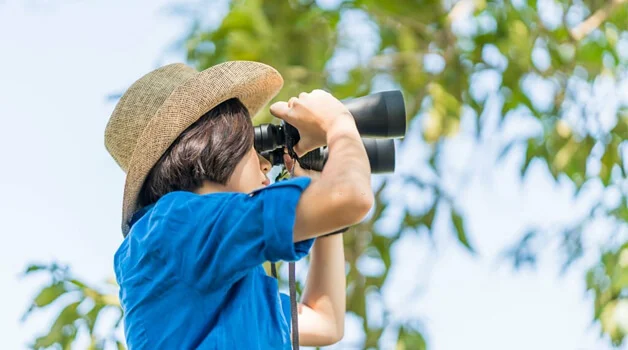 Birdwatching tools and tips for beginners