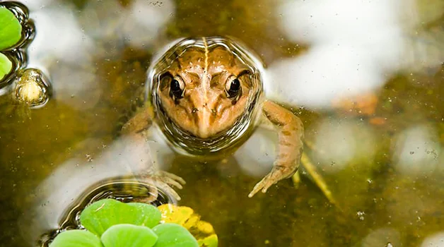 How do frogs find backyard ponds specifically