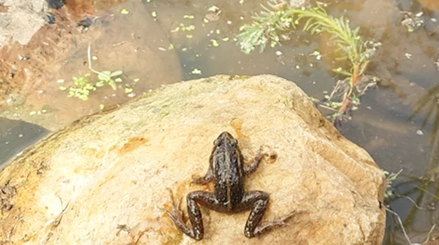 How do frogs find or detect water bodies