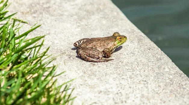 Understanding frog behavior and habitat preferences
